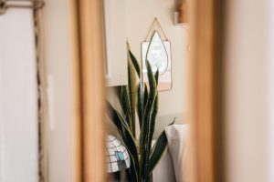 snake plant at home the reef apartments blog 