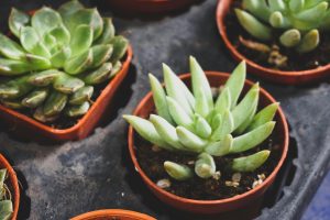 succulents the reef apartments blog